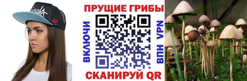 Псилоцибиновые грибы Cubensis  где можно купить   Аркадак 
